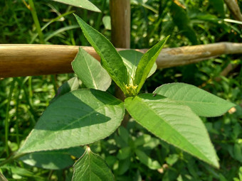 大戟科异叶植物消防厂画大戟科日本一<strong>品红</strong>沙漠一<strong>品红</strong>野生一<strong>品红</strong>火山paintedleaf画大戟马利筋白布植物