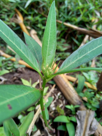 大戟科异叶植物消防厂画大戟科日本<strong>一品红</strong>沙漠<strong>一品红</strong>野生<strong>一品红</strong>火山paintedleaf画大戟马利筋白布植物