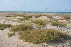 沙漠植物沙子沙丘风筝冲浪者热带海滩