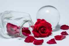 背景红色的玫瑰爱情人节一天