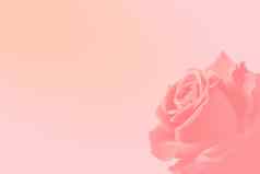 爱情人节一天背景粉红色的玫瑰