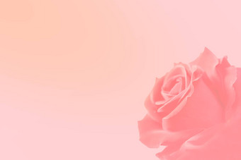 爱情人节一天背景粉红色的玫瑰