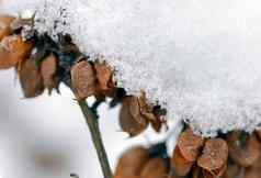 雪种子豆荚