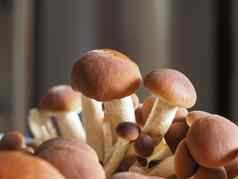 杨树蘑菇又名天鹅绒皮奥皮尼蘑菇食物