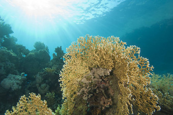 水下珊瑚礁场景火珊瑚