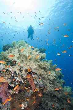 潜水潜水员热带礁