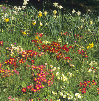 自然种植色彩鲜艳的樱草国家花园