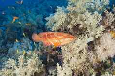 珊瑚石斑鱼珊瑚礁