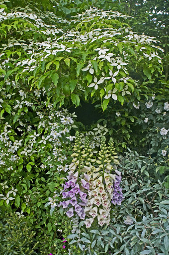 关闭花边境开花山 茱萸洋地黄