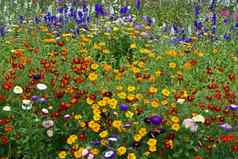 色彩鲜艳的花草地混合种植包括飞燕草