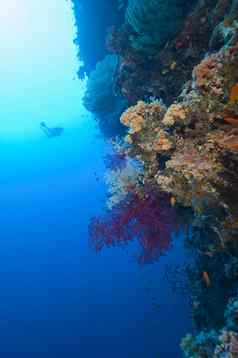 潜水潜水员探索热带珊瑚礁