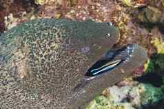 巨大的马里鳗鱼热带珊瑚礁