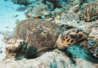 玳瑁乌龟休息海底