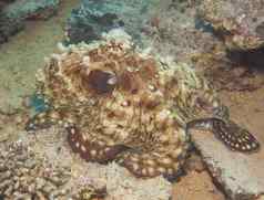 章鱼珊瑚礁