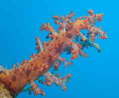 大软珊瑚热带珊瑚礁