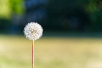 孤独的白色蒲公英背景散景土地象征重生开始生活生态概念