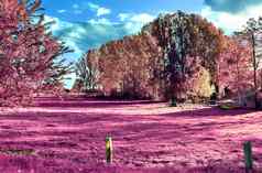 美丽的粉红色的红外照片北部欧洲景观