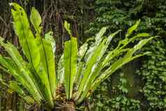 Asplenium尼杜斯附生植物叶子关闭软焦点绿色叶子蕨类植物鸟的巢热带丛林外户外装饰绿色植物树树干巴厘岛印尼背景