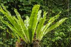 Asplenium尼杜斯附生植物叶子关闭软焦点绿色叶子蕨类植物鸟的巢热带丛林外户外装饰绿色植物树树干巴厘岛印尼背景