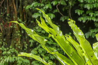 Asplenium尼杜斯附生植物叶子关闭软焦点绿色叶子蕨类植物鸟的巢热带丛林外户外装饰绿色植物树树干巴厘岛印尼背景