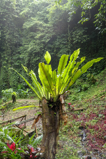 Asplenium尼杜斯附生植物热带蕨类植物树树干巴厘岛印尼蕨类植物鸟的巢家庭蕨类植物生活本地的热带东南亚洲绿色植物背景