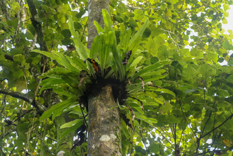 Asplenium尼杜斯附生<strong>植物</strong>热带蕨类<strong>植物</strong>树树干巴厘岛印尼蕨类<strong>植物</strong>鸟的巢家庭蕨类<strong>植物</strong>生活本地的热带东南亚洲绿色<strong>植物</strong>背景