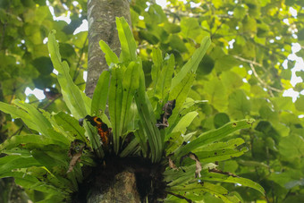 Asplenium尼杜斯附生植物热带<strong>蕨类植物</strong>树树干巴厘岛印尼<strong>蕨类植物</strong>鸟的巢家庭<strong>蕨类植物</strong>生活本地的热带东南亚洲绿色植物背景