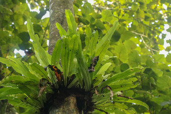 Asplenium尼杜斯附生<strong>植物</strong>热带蕨类<strong>植物</strong>树树干巴厘岛印尼蕨类<strong>植物</strong>鸟的巢家庭蕨类<strong>植物</strong>生活本地的热带东南亚洲绿色<strong>植物背景</strong>