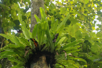 Asplenium尼杜斯附生<strong>植物</strong>热带蕨类<strong>植物</strong>树树干巴厘岛印尼蕨类<strong>植物</strong>鸟的巢家庭蕨类<strong>植物</strong>生活本地的热带东南亚洲绿色<strong>植物背景</strong>