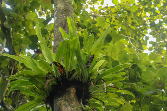 Asplenium尼杜斯附生<strong>植物</strong>热带蕨类<strong>植物</strong>树树干巴厘岛印尼蕨类<strong>植物</strong>鸟的巢家庭蕨类<strong>植物</strong>生活本地的热带东南亚洲绿色<strong>植物背景</strong>