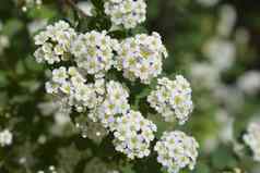 的胡特斯Spiraea