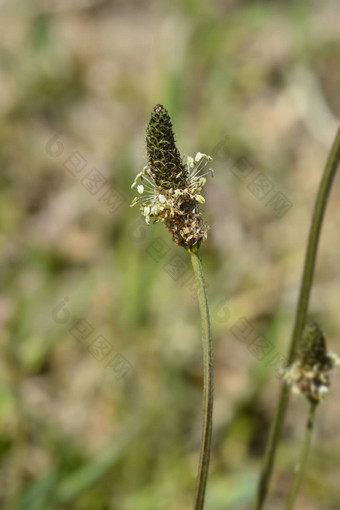 ribwort<strong>车前草</strong>