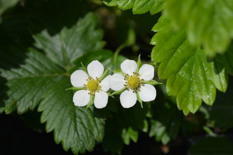 野生草莓