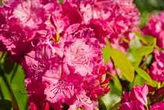 杜鹃盛开的花春天花园太平洋杜鹃加州夹竹桃常绿灌木美丽的粉红色的杜鹃关闭