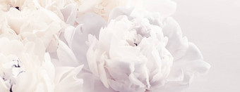 盛开的牡丹花花艺术紫罗兰色的背景婚礼装饰奢侈品品牌