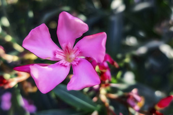 夹竹桃<strong>植物</strong>花自然