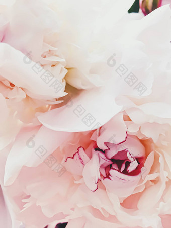 粉红色的牡丹花摘要花背景假期品牌
