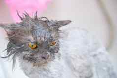 有趣的湿白色波斯猫小猫橙色眼睛浴