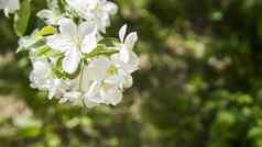 关闭视图白色开花樱桃树分支白色花樱桃花朵春天一天花园