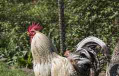 英俊的色彩斑斓的公鸡战斗旋塞农场鸡背景美丽的鸡游戏公鸡农业动物