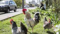 英俊的色彩斑斓的公鸡旋塞鸡农场路车背景美丽的鸡游戏公鸡农业动物