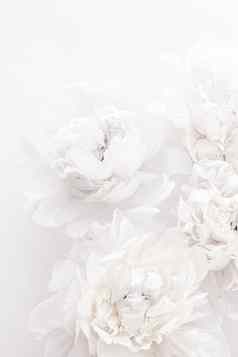 纯白色牡丹花花艺术背景婚礼装饰奢侈品品牌