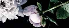 柔和的牡丹花花艺术背景植物平铺奢侈品品牌