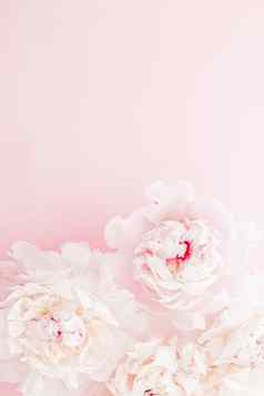 牡丹花布鲁姆花艺术粉红色的背景婚礼平铺奢侈品品牌