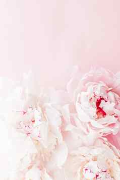 牡丹花布鲁姆花艺术粉红色的背景婚礼平铺奢侈品品牌