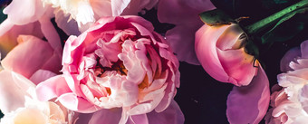 粉红色的牡丹花花艺术背景植物平铺奢侈品品牌