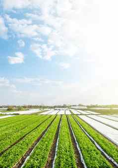 绿色农场土豆字段阳光明媚的早....一天农业行业日益增长的土豆蔬菜agroindustry农业综合企业有机农业产品欧洲美丽的农村景观