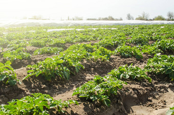行年轻的土豆灌木阳光明媚的一天agroindustry培养日益增长的蔬菜新鲜的<strong>绿色绿色</strong>投资<strong>农业</strong>业务收益率增加传统的<strong>农业</strong>作物旋转