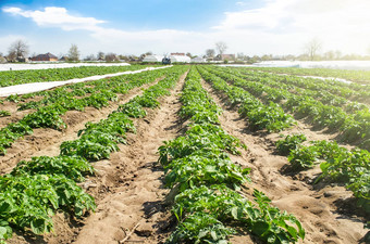 农村<strong>景观</strong>种植园场年轻的土豆灌木阳光明媚的一天agroindustry培养农场日益增长的<strong>蔬菜</strong>新鲜的绿色绿色种植园肥沃的乌克兰黑色的土壤