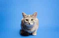 可爱的虎斑猫奇怪的是相机蓝色的背景美丽的有趣的小猫打破第四墙好奇心注意力好玩的基蒂肖像坐着摆姿势
